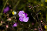 Slenderleaf false foxglove